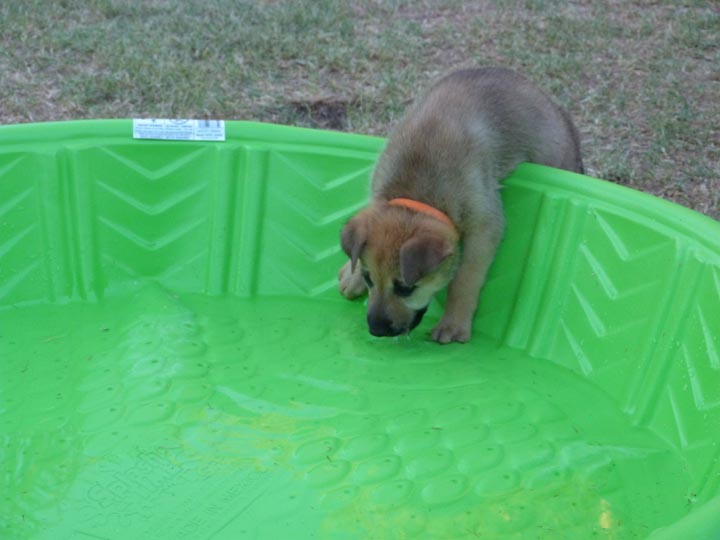 chinook dog